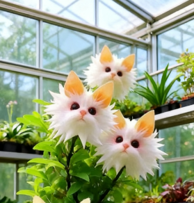 Varázslatos növények! Macskaszem-káprázatos sorozat✨