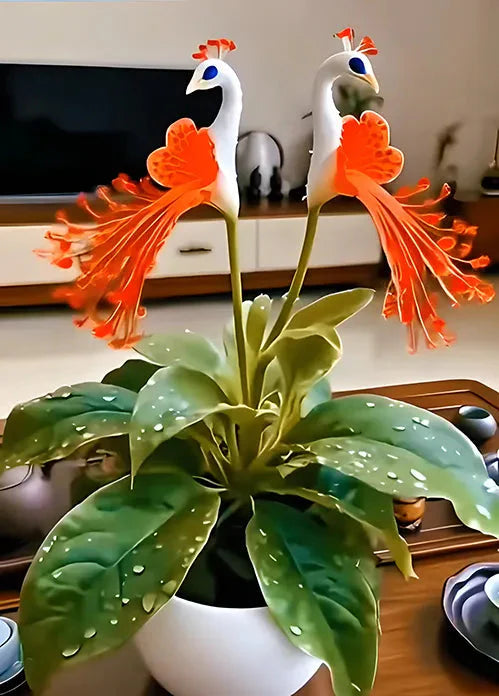 🔥Utolsó 3 óra: 50% kedvezmény🌺 Pávavirág magok ✨Könnyen termeszthető