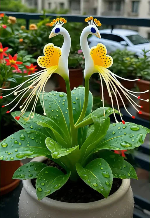 🔥Utolsó 3 óra: 50% kedvezmény🌺 Pávavirág magok ✨Könnyen termeszthető