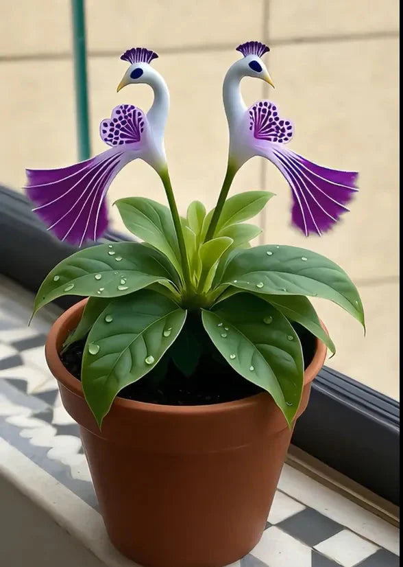 🔥Utolsó 3 óra: 50% kedvezmény🌺 Pávavirág magok ✨Könnyen termeszthető