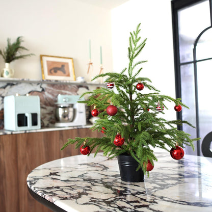 💥 19 BGN само днес! 🎄 Истински Норфолкски Бор – 50 см Коледна Елха 🎁 Перфектната елха за вашия дом на невероятна цена! Не пропускайте! ✨