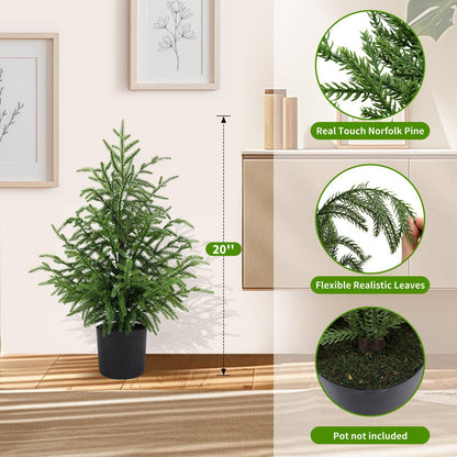 💥 19 BGN само днес! 🎄 Истински Норфолкски Бор – 50 см Коледна Елха 🎁 Перфектната елха за вашия дом на невероятна цена! Не пропускайте! ✨