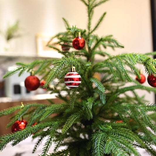 💥 19 BGN само днес! 🎄 Истински Норфолкски Бор – 50 см Коледна Елха 🎁 Перфектната елха за вашия дом на невероятна цена! Не пропускайте! ✨