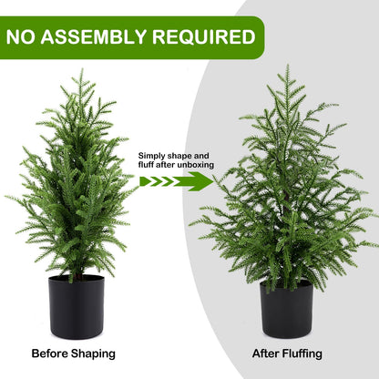 💥 19 BGN само днес! 🎄 Истински Норфолкски Бор – 50 см Коледна Елха 🎁 Перфектната елха за вашия дом на невероятна цена! Не пропускайте! ✨