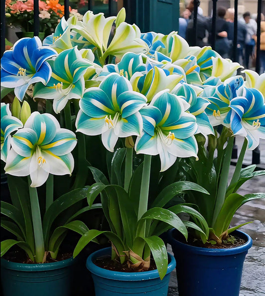 🔥 Akció 2025 🌌 Fagytűrő, illatos kétszirmú amarillisz magok – Dobd fel az életed egész évben! 🌱✨