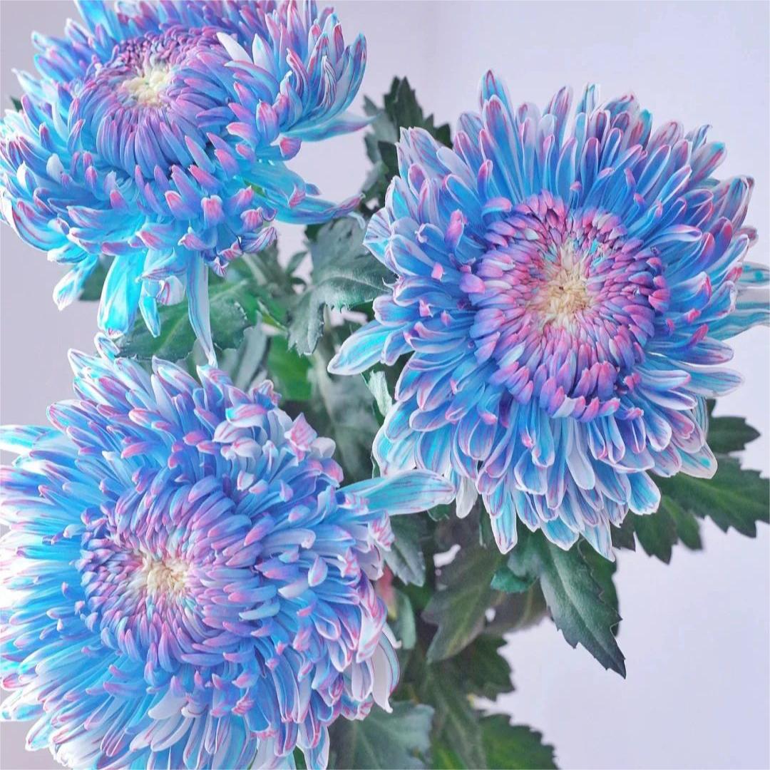 🌸Colorful Peony Chrysanthemum Seeds