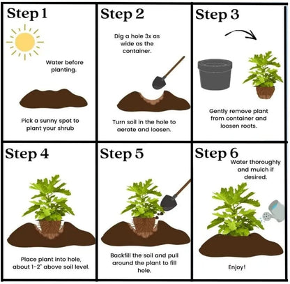 🔥 Forró ajánlat 50% KEDVEZMÉNY 🔥 Élő fügefa - Mission fügefa