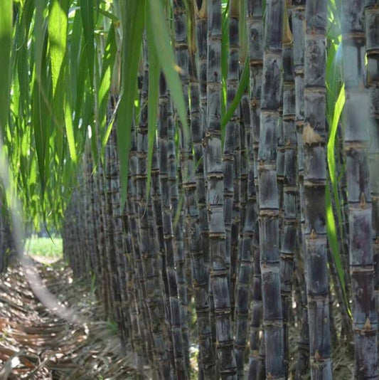 Sweet Harvest kezdőkészlet 🍃 cukornádmagok
