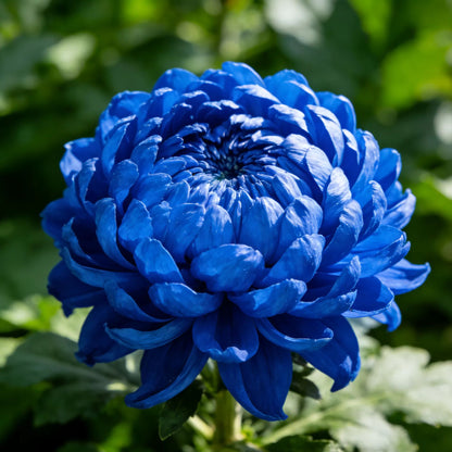 🌸Colorful Peony Chrysanthemum Seeds