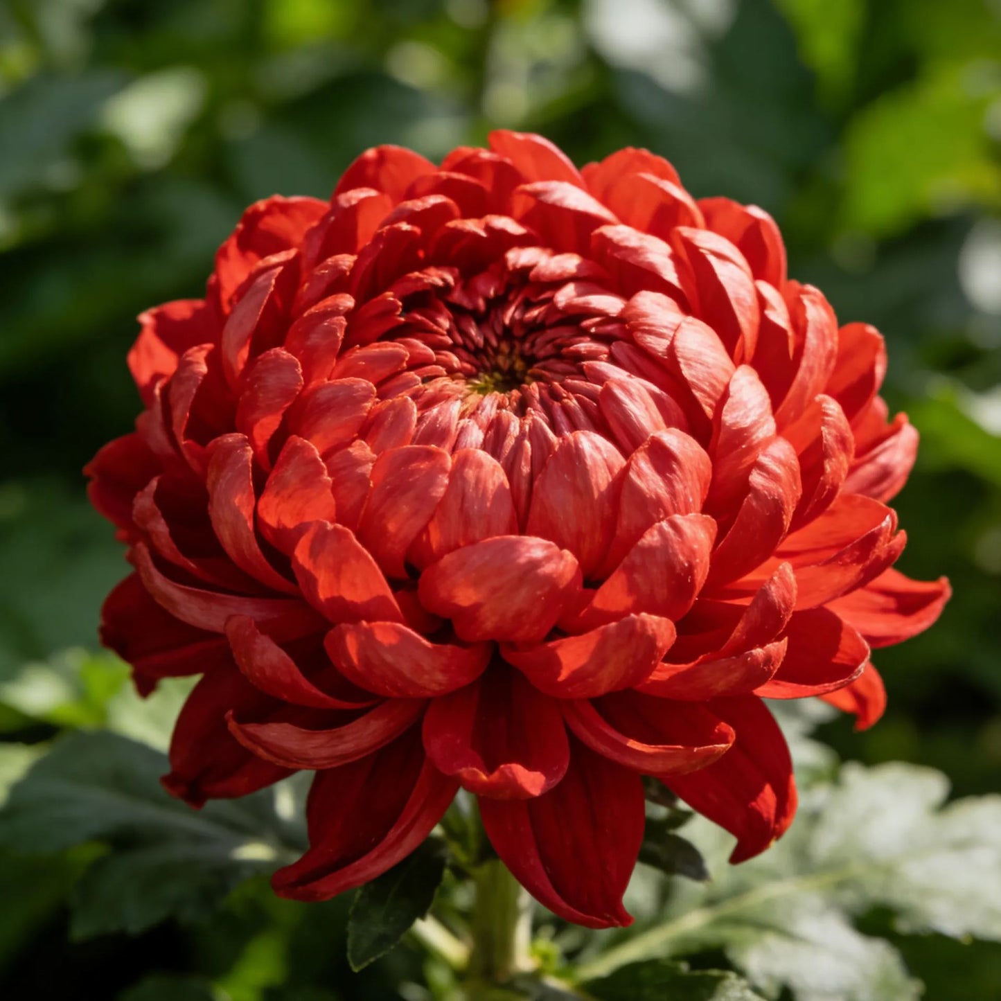 🌸Colorful Peony Chrysanthemum Seeds