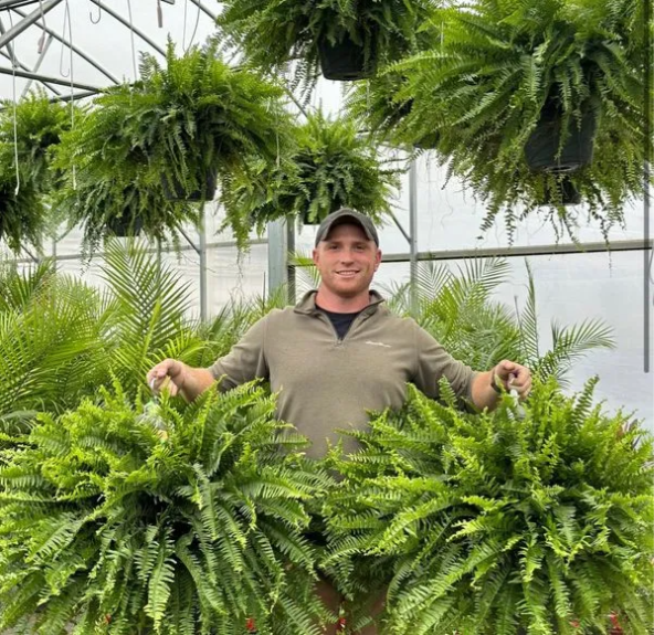 🌱 UV-устойчива изкуствена бостънска папрат, реалистична